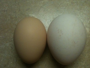 Turkey egg is the white egg.